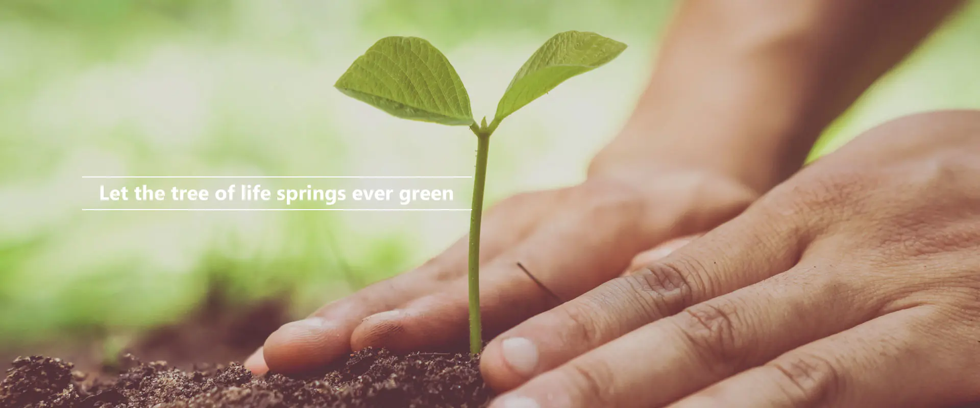 Kevätkööt elämän puu aina vihreänä